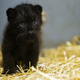 Illustration for article titled ZOMG BABY AMUR LEOPARDS!!!